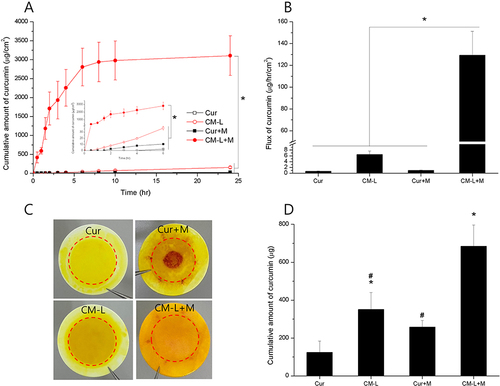 Figure 10 Transdermal performance effect of curcumin-loaded micelle formulations and microcurrent cloth. (A) Permeation of curcumin through the Strat-M membrane in different formulations. Black empty square: Cur, black solid square: Cur+M, red empty circle: CM-L, red solid circle: CM-L+M. The small picture in the picture shows the transdermal performance from 0 to 6 hr. Statistically significant differences are indicated by *(p < 0.05). (B) The flux value of curcumin in different formulations at 24 hr. Statistically significant differences are indicated by *(p < 0.05). (C) The donor side Strat-M image of different curcumin formulations after 24 hr transdermal evaluation. The red circular dotted line indicates the effective diffusion area. (D) The cumulative amount of curcumin on the Strat-M membrane after 24 hr transdermal evaluation. Data are expressed as the mean ± SD (n = 3). Statistically significant differences are indicated by *(p < 0.05) compared with cur and #(p < 0.05) compared with CM-L+M.