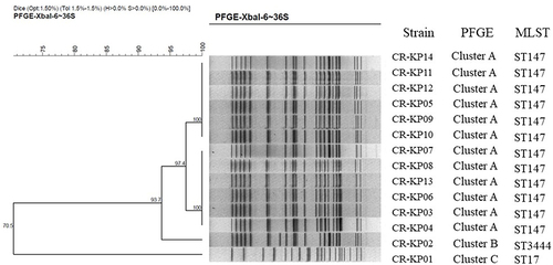 Figure 1 PFGE dendrogram of CR-KP isolates from March, 2017 to February, 2019. All the strains were divided into three clusters. Cluster A belongs to ST147, Clusters B belongs to 3444 and Clusters C belongs to ST17.