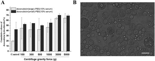 Figure 6. (A) Comparative study of the release behavior of doxorubicin hydrochloride in MVLs with different sizes after 15 min centrifugation at different centrifugal forces; (B) After centrifugation at 5000g for 15 min, the morphology of MVLs was observed under ×400 optical microscope, bar = 20 μm.
