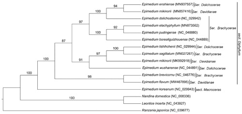 Figure 1. The maximum likelihood (ML) phylogenetic tree based on the complete chloroplast genome of 16 species, with Ranzania japonica as an outgroup. Numbers above the lines represent ML bootstrap values.