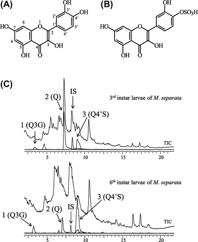 Fig. 1. Structures of quercetin (A) and quercetin 4′-O-sulfate (B), and a typical chromatogram of quercetin metabolites in the frass of 3rd and 6th instar M. separata larvae (C).Note: LC/MS selected ion chromatograms ([M–H]−) of quercetin 3-O-glucoside (m/z 463), quercetin (m/z 301), quercetin 4′-O-sulfate (m/z 381), and the total ion chromatogram (TIC) are shown.