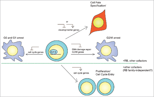 Figure 4. Potential mechanisms of action of E2F4 in stem cells. In addition to its canonical role as a repressor of cell cycle progression in G0/G1, E2F4 may have at least 3 different functions as a general transcription factor in adult stem cells and embryonic stem cells (ESCs). First, E2F4 may regulate developmental genes to establish cell fate during differentiation, either as a repressor in conjunction with RB to prevent the expression of aberrant transcripts, or as an activator to directly drive cellular differentiation. Second, rapidly cycling cells largely lack a G1/S checkpoint and may utilize E2F4 to undergo arrest in G2 in response to cellular stress, during which E2F4 represses genes involved in G2/M progression and DNA damage repair. Third, E2F4 may switch from a repressor to an activator of cell cycle genes to support heightened metabolic requirements. While the first 2 cases may involve formation of complexes containing E2F4 and a RB family member, the third may not require RB family proteins, which would inhibit E2F4 transcriptional activity. In addition, all 3 cases may involve additional cofactors that facilitate E2F4 translocation into the nucleus and binding to target genes.