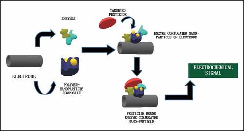 Figure 1. Working principle of enzyme conjugated nanoparticle based detection.