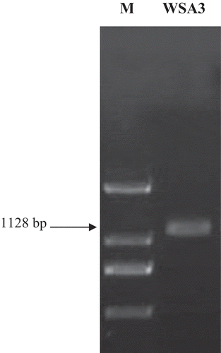 Figure 4. PCR of full-length of L-asparaginase gene (1128 bp) from the Bacillus subtilis strain WSA3. M: 100-bp DNA ladder (DM-M-002-500, Auckland, New Zealand)