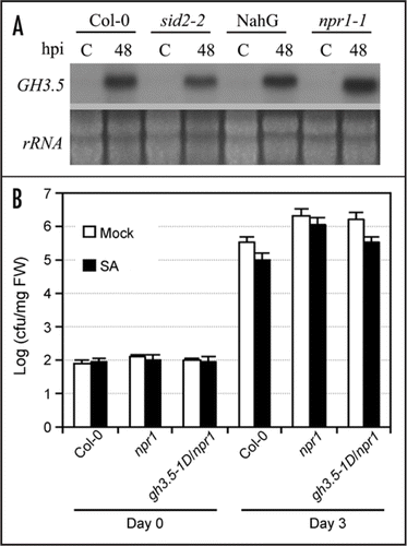 Figure 5 SA-independent induction of GH3.5 and NPR1-dependent and independent SA-induced defense. (A) The induction of GH3.5 by Psm(avrRpm1) at 107 cfu ml−1 in Col-0, NahG, sid2-2 and npr1-1 plants, indicating that the GH3.5 induction was not affected by SA deficiency in these mutants. (B) Growth of Pst DC3000 in Col-0, npr1 and gh3.5-1D/npr1 plants after pre-treatment with SA (1 mM) or buffer. Bacterial titers were repeated twice with similar results. All values are the mean ± SE (n = 6).