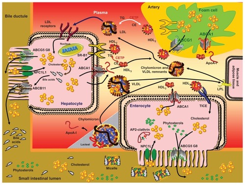 Figure 1 Lipid and lipoprotein metabolism.