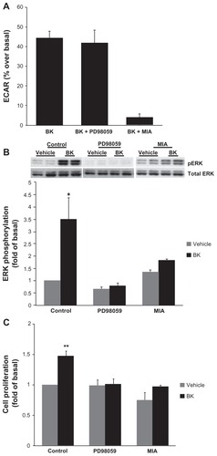 Figure 6 NHE activity is required for bradykinin-induced ERK activation.Notes: (A) BK-induced NHE activity does not require ERK activation. Cells were pretreated with either 10 μM of an MEK inhibitor (PD98059) or with 5 μM of an NHE inhibitor (MIA) for 30 minutes prior to the application of 100 nM of BK for four measurement cycles, and ECAR was assessed by proton microphysiometry as described in the Materials and methods section. Experiments were performed at least three times. The data are means + SEM. (B) BK-induced ERK phosphorylation is NHE-dependent. Cells were pretreated with 10 μM PD98059 or with 5 μM MIA for 30 minutes prior to stimulation with 100 nM BK for 5 minutes. Bars represent the intensities of phospho-ERK bands relative to the total ERK expressed as a fold of control (cells treated with a vehicle). Experiments were performed three times in duplicate. Data are presented as means + SEM. (C) Bradykinin stimulates the proliferation of A498 cells. A498 cells were preincubated for 1 hour with a vehicle, or with 10 μM PD98059 or 5 μM MIA before the addition of 100 nM BK or 20% fetal bovine serum (positive control) or a vehicle (negative control) for 24 hours. After incubation with a BrdU label for an additional 24 hours at 37°C, the BrdU cell proliferation assay was performed according to the manufacturer’s protocol. Experiments were performed at least three times in triplicate. Data are presented as means + SEM. Statistical probability in figures is expressed as *P < 0.05, and as **P < 0.01 versus vehicle-treated samples.Abbreviations: BK, bradykinin; ECAR, extracellular acidification rate; ERK, extracellular signal-regulated kinase; MEK, mitogen- and extracellular signal-regulated kinase; MIA, 5-(N-methyl-N-isobutyl)-amiloride; NHE, Na+/H+ exchange; SEM, standard error of the mean.
