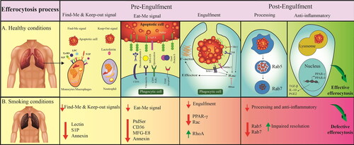 Figure 2. Effective and defective efferocytosis signaling. A: Effective efferocytosis in the physiologic condition that is regulated by certain pathways/factors; B: Defective efferocytosis in pathophysiological conditions caused by cigarette smoking. Abbreviations: BAI-1: Brain-specific angiogenesis factor 1; C1q: Complement component 1q; CD36: Cluster of differentiation 36; FCRγ: Fc receptor γ-chain; Gas6: Growth Arrest Specific 6; IL-10: Interleukin 10; LPC: Lysophosphatidylcholine; MerTK: Mer tyrosine kinase; MGF-E8: Milk fat globule‑EGF factor 8; NTP: Nucleoside triphosphate; PGE2: Prostaglandin E2; PPAR: Peroxisome proliferator activated receptor; PtdSer: Phosphatidylserine; S1P: Sphingosine 1-phosphate; TGF-β: Transforming growth factor beta; TIM-1: T-cell immunoglobulin and mucin domain 1; TyrRS: Tyrosyl-tRNA synthetase.