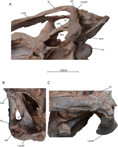FIGURE 8. Close-ups of the quadrate and quadratojugal of the holotype specimen of Qianzhousaurus sinensis (GM F10004). A, photograph of posterior skull in ventral view; B, photograph of the left quadratojugal and left quadrate in posterior view; C, photograph of the left quadratojugal and left quadrate in oblique lateral view. Abbreviations: l. jug, left jugal; l. quad, left quadrate; oc, occipital condyle; ottc, otoccipital; qf, quadrate foramen; qfla, quadrate flange, qj, quadratojugal; qlc, quadrate lateral condyle; qmc, quadrate medial condyle; qpf, quadrate pneumatic foramen; qpt, quadratojugal posterior tab.