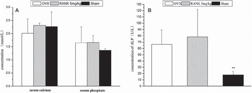 Figure 6. Twelve weeks after drug delivery, rat serum biochemical detection. (A): There was no significant difference in serum calcium values between the groups (P > 0.05); phosphorus values in each group were significantly different, with the highest in the OVX group, second in the RANK group, and the lowest in the sham group. (B): In group comparisons on the ALP values, the sham group was significantly different from the rest groups; a comparison between the OVX group and the RANK group showed P > 0.05, but the values in the RANK group were significantly higher (calcium: F = 1.186, P > 0.05; phosphate: F = 1.004, P > 0.05; alkaline phosphatase: F = 8.03, P<0.05.