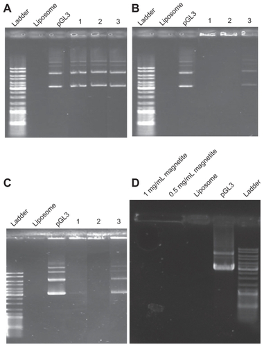 Figure 1 Gel retardation of (A) 1,2-dipalmitoyl-sn-glycero-3-phosphocholine (DPPC)/cholesterol (Chol) at a molar ratio of 5:1 lipoplex; (B) DPPC/ dioctadecyldimethylammonium bromide (DOAB) at a molar ratio of 1:1 lipoplex; (C) DPPC/Chol/ DOAB at a molar ratio of 7:2:1 lipoplex; (D) magnetic cationic liposomes/pDNA with different concentrations of magnetite (MAG). pGL3 plasmid and empty liposomes were used as controls. For all panels, (1) is suspension in water, (2) is suspension in ethanol, and (3) is suspension in aqueous solution of plasmid.