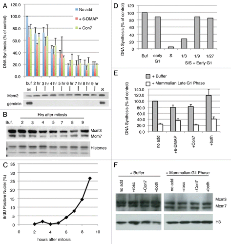 Figure 5 Nature of licensing inhibitor in late G1 hamster extracts. (A) Similar to Figure 4A and C, Step 1 of the licensing assay was performed with high-speed Xenopus extract mixed with buffer alone (Buf) or with extracts from CHO cells synchronized at the indicated times after mitosis at a 1:3 ratio. Prior to mixture, buffer or CHO extracts were supplemented with 6-DMAP (red), or Cdt1193–447 (green). DNA synthesis in Step 2 is expressed as a percentage of that obtained with buffer alone. Shown are the results of two independent assays and the standard deviation. Below the graph is an immuno-blot showing the Mcm2 and geminin levels in the soluble hamster extracts from each time point, as well as M and S phase from the same synchronized cells. (B) Xenopus sperm chromatin was incubated with high-speed Xenopus extract mixed with buffer (+Buffer) or extracts from CHO cells synchronized at the indicated times after mitosis. Following the 25 min Step 1 incubation period, sperm chromatin was isolated and subjected to immuno-blotting to evaluate the relative amounts of Mcm loading after incubation with extracts from each G1 phase time point (A). In this experiment, histones were detected by coomassie staining. (C) Prior to collection, aliquots of each of the cell preparations from (A) were pulse labeled with BrdU and the percentage in S phase cells was evaluated. (D) Step 1 of the licensing reaction was performed with high-speed Xenopus extract mixed at a 1:1 ratio with buffer (+Buffer) or extracts from CHO cells synchronized either 2 hours after mitosis (Early G1 Phase) or after release from aphidicolin as in Figures 2–4 (S Phase), as well as combinations of these two CHO cell extracts mixed at the indicated ratios. This demonstrates that 10–33% contamination of S-phase cells would be needed to detect licensing inhibition. (E) Similar to Figure 4A and C, Step 1 of the licensing assay was performed with high-speed Xenopus extract mixed at a ratio of 1:3 with buffer alone (grey) or with extracts from CHO cells synchronized 7 hours after mitosis (Late G1 Phase; white). Prior to mixture, buffer or CHO extracts were supplemented with the Cdk inhibitor 6-DMAP , Cdt1193–447 (Con7), or both inhibitors simultaneously. DNA synthesis in Step 2 is expressed as a percentage of that obtained with buffer alone. Shown are the means of three experiments with independent extract batches and error bars show standard deviation. (F) Similar to Figure 4B and D, Xenopus sperm chromatin was incubated with high-speed Xenopus extract mixed at a ratio of 1:3 with buffer alone (+Buffer) or extracts from CHO cells synchronized 7 hours after mitosis (+Mammalian G1 Phase) supplemented with inhibitors as in (E) except that Roscovitine (rosco) was substituted for 6-DMAP as a more potent and specific inhibitor of Cdk activity, as in Figure 4B and D. Following the 25 min Step 1 incubation period, sperm chromatin was isolated and subjected to western blotting to evaluate Mcm protein loading. Neither Roscovitine nor Cdt1193–447 (Con7) could recover Mcm loading to levels seen with Buffer alone.