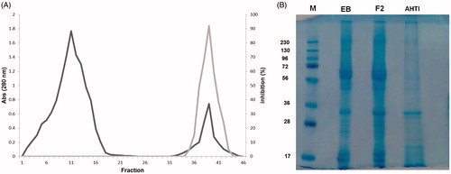 Figure 1. Trypsin–Sepharose affinity chromatography of F2 from peanut paçoca and SDS-PAGE of AHTI. (A) Proteic profile at 280 nm (black line) and anti-trypsin activity (gray line) of retained and eluted proteins in HCl 1 mM. Constant flow of 3.5 ml/min. (B) Denaturing, discontinuous polyacrylamide gel electrophoresis (SDS-PAGE) stained with Coomassie blue R250. M – Molecular marker. EB – Crude extract from peanut paçoca. F2 – Protein fraction from peanut paçoca saturated with 30–60% ammonium sulfate. AHTI: A. hypogaea L. trypsin inhibitor.