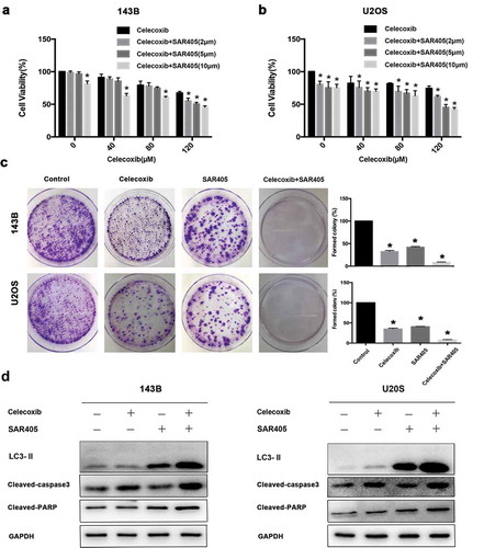 Figure 4. The inhibition of autophagy via SAR405 potentiates celecoxib-induced growth inhibition and apoptosis of OS cells. (a) 143B and (b) U2OS were pre-treated with SAR405 at various concentrations (2, 5, 10 µM) for 2 h and incubated with celecoxib (120 µM) for 24 h, CCK-8 assay was performed to analyze cell proliferation. (c) 143B and U2OS were treated with SAR405 (2 µM) and celecoxib (80 µM) for 10d, and the colony activity of cell lines was measured by colony formation. (d) 143B and U2OS were pre-treated with SAR405 (10 µM) for 2 h and incubated with celecoxib (120 µM) for 24 h, the expression levels of LC3, cleaved PARP and cleaved-caspase3 were assessed by western blot analysis. *p < 0.05, significantly different compared with control.