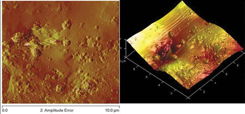 Figure 5. AFM obtained for Zn-10Nb2O5-5SiO2 co-deposition.