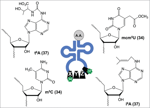 Figure 1. Examples of tRNA modifications found in the ASL. Enzyme-catalyzed modification of tRNA can promote anticodon-codon interactions, with modifications at positions 34 and 37 having mechanistic involvement in disease pathologies and stress signaling.