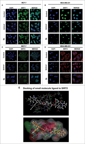 Figure 5. Immunocytochemical expression of SIRT1 and SIRT2 in breast cancer cells after compound treatment and docking study between SIRT2 and 5b. MCF-7 and MDA-MB-231 cells were treated with 50 μM of Sirtinol and 4 μM of 5b for 24 h and fixed for immunocytochemical analysis of SIRT1 and SIRT2. (A-B) Reduced expression of cytoplasmic localized SIRT1 was observed after 5b treatment. Images were taken by using 60X oil objective under confocal microscope. Bar scale represents here 10 µM. (C-D) Diminished level of SIRT2 was observed after incubation with Sirtinol and 5b. Bars represent 10 µM. (E) Molecular modeling showed binding between 5b and SIRT2 (with different amino acids residues). Figure showed receptor-ligand Hydrogen bonds (Green) and Receptor-ligand bumps of 5b with active site residues of SIRT2 protein.