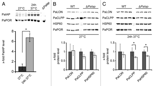 Figure 5 PaIAP is heat-inducible, and its loss affects other components of the mitochondrial quality control system. (A) Protein gel blot analyses of mitochondrial proteins of 14-day-old WT cultures (n = 4) after incubation at 27°C or for 24 h at 37°C. The protein levels of PaIAP were normalized to the level of PaPOR and the PaIAP amount at 27°C set to 1. Twenty-four h at 37°C led to a 6.7-fold increased protein amount (p = 1.8E−5). PaPOR serves as loading control. Protein gel blot analyses of mitochondrial proteins of 14-day-old WT (27°C: n = 3; 24 h 37°C: n = 4) and ΔPaIap cultures (n = 4) after (B) incubation at 27°C and (C) 24 h of incubation at 37°C. The protein levels of PaLON, PaCLPP and PaHSP60 were normalized to the level of PaPOR, and the protein amount present in the WT strains was set to 1. At 27°C, there are no significant differences in the abundances of PaLON (p = 8E−1), PaCLPP (p = 6E−2) and PaHSP60 (p = 4E−1). Incubation of the cultures for 24 h at 37°C leads to significant differences in the protein amounts of PaCLPP (p = 4E−2) and PaHSP60 (p = 1E−2) between the WT and ΔPaIap strains. In contrast, the level of PaLON (p = 5E−1) is not changed.