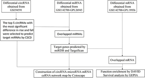 Figure 1 Flowchart of this study about constructing a circRNA/miRNA/mRNA network.