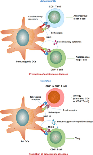 Figure 1 Functions of DCs in autoimmunity and tolerance. DCs interact with T cells through MHC-I and -II. Activated pro-inflammatory DCs presenting autoantigens that trigger autoreactive killing CD8+ and CD4+ helper T cells. Tolerant DCs (Tol DCs) express different co-stimulatory receptors and cytokines that induce Tregs and deactivate autoreactive CD4+ and CD8+ T cells. Data from Cifuentes-Rius et al.Citation11