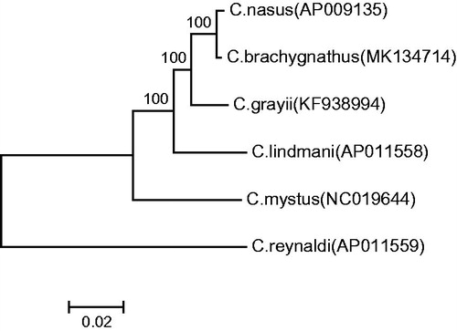 Figure 1. Phylogenetic analysis of 6 Coilia fishes available in GenBank based on their mitogenome sequences. Accession numbers are shown behind species names.