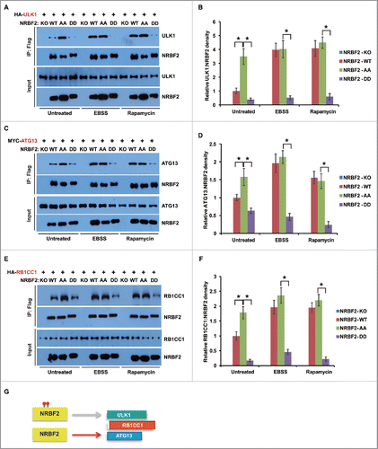 Figure 5. NRBF2 S113 S120 phosphorylation regulates its interaction with the ULK1 protein complex. (A-F) Interaction between NRBF2 (unphosphorylated or phosphorylated forms) and individual ULK1 complex components. HEK293T cells were transfected with HA-ULK1 (A), MYC-ATG13 (C), or HA-RB1CC1 (E), respectively, together with NRBF2 wild-type (WT), AA, or DD mutant, and treated with EBSS (2 h), rapamycin (50 nM, 2 h) or left untreated. Flag-NRBF2 and its associated proteins were immunoprecipitated using anti-Flag M2 resin and probed with individual antibodies in western blotting. The relative ratios of HA-ULK1 (B), MYC-ATG13 (D), or HA-RB1CC1 (F) to NRBF2 were quantified and standardized. The error bars represent the standard error of the mean from 3 independent experiments within the same treatment group. *, P < 0.05. (G) A schematic showing the interaction between different forms of NRBF2 with the ULK1 protein complex ULK1, RB1CC1 and ATG13. Gray arrow means seldom interact, and red arrow means preferentially interact.