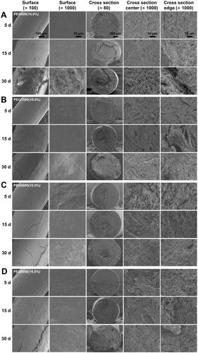 Figure 4. SEM images of (A) PEG600 (10.0%), (B) PEG1500 (10.0%), (C) PEG4000 (10.0%), and (D) PEG8000 (10.0%) microdevices drug release process. The surface SEM was amplified by 100 times (scale bar: 100 µm) and 1000 times (scale bar: 10 µm), and the cross-section SEM was amplified by 80 times (scale bar: 200 µm) and 1000 times (scale bar: 10 µm), respectively.