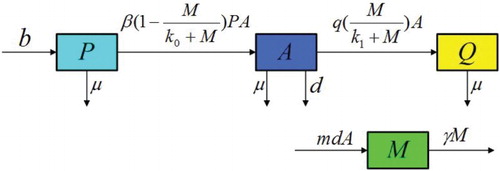 Figure 1. Transfer diagram for alcoholism model with media coverage.