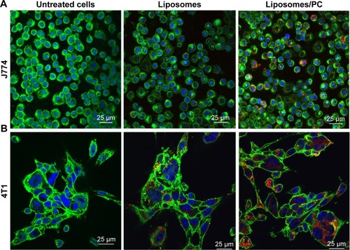 Figure 5 Uptake of liposomes by macrophages and cancer cells in the absence and presence of a PC.Notes: Confocal images of J774 (A) and 4T1 (B) treated for 3 hours with bare liposomes and liposomes with PC. Cell membranes are stained by using WGA-Alexa fluor 488 (green), nuclei are DAPI-stained (blue), and particles are in red. The images reveal that the PC increased liposome uptake by both analyzed cell lines.Abbreviation: PC, protein corona.