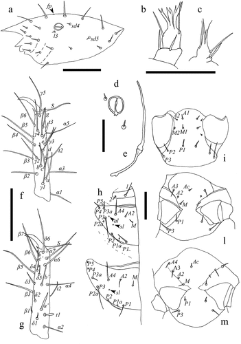 Figure 4. Acerentulus iranicus sp. nov. (a) Head, lateral view; (b) Maxillary palpus; (c) Labial palpus; (d) Pseudoculus; (e) Canal of maxillary gland; (f) Foretarsus, exterior view; (g) Foretarsus, interior view; (h) Pro, meso and metanotum; (i) Prosternum; (l) Mesosternum; (m) Metasternum. Arrows indicate pores. Figures (a‒h): holotype; Figures (i‒m): paratypes. Scale bars: 50 μm (a, f‒m) - 20 μm (b‒e).