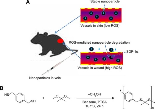 Figure 1 ROS sensitive nanoparticles are formulated from PPADT and release intravenous delivered chemokine at sites of wound.Notes: (A) When delivered intravenously, SDF-1α-PPADT nanoparticles remain stable in the normal environment of the blood vessels far away from wound protecting SDF-1α and preventing its release to normal tissues. However, in and around the blood vessels of wound, where tissues produce unusually high levels of ROS, the SDF-1α-PPADT nanoparticles degrade, thus releasing SDF-1α to the site of wound. (B) PPADT was synthesized using an acetal exchange reaction as previous described.Abbreviations: ROS, reactive oxygen species; SDF-1α, stromal cell-derived factor-1α; h, hours; SDF-1α-PPADT, SDF-1α-loaded PPADT; PPADT, Poly-(1,4-phenyleneacetone dimethylene thioketal); PTSA, P-Toluene sulfonic acid.