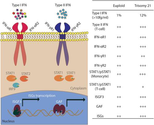 Figure 2 Mild interferonopathy in Down syndrome. Left: Diagram of the type I and type II IFN-activated JAK-STAT pathway. IFNAR1, IFNAR2, IFNGR2 are located on HSA21. ISGF3 is a DNA-binding complex formed by STAT1/STAT2/IRF9; GAF is a STAT1/STAT1 homodimer. Right: summary of observations for the testing of serum, monocytes, EBV-transformed B cells, and T cells from euploid healthy controls and individuals with DS.