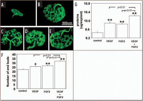 Figure 4 Effect of exogenous VEGF and FGF2 on UB branching and growth when metanephroi were cultured under HC. UBs were stained using FITC-conjugated DBA. (A) Metanephros freshly dissected from 12-day embryo. Metanephroi cultured for two days under RA in control media(B, control) or in the presence of 20 ng rhVEGF (C), 20 ng/ml rhFGF2 (D), or a combination of two (E). (F) Quantitative analysis of UB branching. (G) Protein content determination. Data shown in (A–E) are representative. Data shown in (F and G) are means ± SEM of four independent experiments. *p < 0.05 versus control, **p < 0.01 versus control.