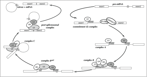 Figure 1. Schematic diagram of the pre-mRNA splicing reaction. Splicing factors and snRNPs are shown as ellipses and the pre-mRNA branchpoint adenosine is indicated as a circled “A.” Base pairing interactions between snRNAs and the pre-mRNA are denoted by short, vertical lines. Biochemically identified steps are indicated as “complex A,” “complex B,” etc.