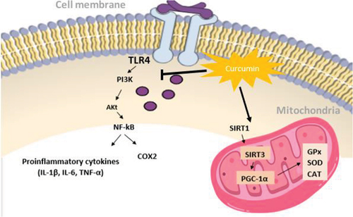 Figure 2. Antioxidant and anti-inflammatory effects of curcumin.