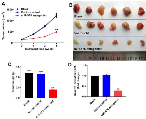 Figure 5 Downregulation of miR-575 inhibited tumor growth of GBC in vivo. GBC-SD cells were subcutaneously injected into nude mice to establish tumor xenograft model. MiR-575 antagonist or vector control was directly injected into the tumors twice a week. (A) Tumor volumes of mice were measured weekly. (B) At the end of the study, tumor tissues of mice were collected and pictured. (C) Tumor weights in each group of mice were calculated. (D) The level of p27 Kip1 in tumor tissues was detected using qRT-PCR. Each group were performed at least three independent experiments. **P<0.01 vs control group.
