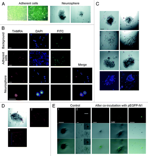 Figure 3. Internalization of Alu fragment DNA by human glioma cells. (A) Phase-contrast image of adherent cell fraction and neurospheres from human glioblastoma cell culture. (B) Fluorescence microscopy analysis of TAMRA-labeled DNA internalization by glioblastoma cells. Background images show the magnitude of non-specific autofluorescence. Notably, labeled DNA probe displays specific nuclear localization in the cells from neurosphere fraction, and only a single specific positive signal was observed across all adherent cells analyzed. (C) Cytofluorescence analysis of TAMRA-labeled DNA in freely-floating neurosphere cell cultures. Several neurospheres are shown. Bottom image represents cytospinned neurospheres stained with DAPI. (D) 3D reconstituted image of a neurosphere with cells internalizing TAMRA-labeled dsDNA (arrowheads). (E) Visualization of GFP expression in neurospheres that have internalized pEGFP-N1 plasmid. As a control, we provide the fluorescence image of a neurosphere (1) and dying glioma cells (2) neither of which were incubated with plasmid DNA. Unless specified otherwise, bars correspond to 50 µm.