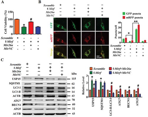 Figure 7. Overexpression of f-2810403D21Rik/Mirf provokes myocardial injury in cultured cardiomyocytes by inhibiting endogenous Mir26a. (A) Introduction of f-2810403D21Rik/Mirf, a 25 nt fragment of the 2810403D21Rik/Mirf sequence which contained the binding sites of Mir26a, inhibits the viability of NMCMs. n = 6. *p < 0.05 vs. Scramble; #p < 0.05 vs. f-2810403D21Rik/Mirf. Scramble, negative control of f-2810403D21Rik/Mirf. MirNC, negative control of Mir26a. (B) A confocal assay showed the anti-autophagic effects of f-2810403D21Rik/Mirf in NMCMs and could be abrogated by introduction of Mir26a. The data were obtained from 3 independent experiments and 10 cells were scored in each experiment. *p < 0.05, **p < 0.01. Scramble, negative control of f-2810403D21Rik/Mirf. MirNC, negative control of Mir26a. (C) Forced expression of f-2810403D21Rik/Mirf disrupts the expression of autophagy-related proteins by regulation of Mir26a. n = 6. *p < 0.05 vs. Scramble; #p < 0.05 vs. f-2810403D21Rik/Mirf. Scramble, negative control of f-2810403D21Rik/Mirf. MirNC, negative control of Mir26a.