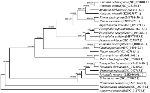 Figure 1. The phylogenetic tree based on combing protein-coding gene sequences of 24 speices. Numbers at node of the tree branches represent Bayesian posterior probability (left) and RAxML rapid bootstrap support (right).