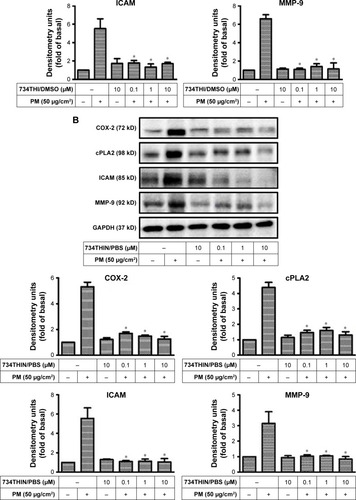 Figure 5 Expression of inflammatory proteins (COX-2, cPLA2, ICAM) and aging protein (MMP-9) following various 734THI treatments in PM-exposed HaCaT keratinocytes: 734THI in 1% DMSO (A), 734THIN in PBS (B) and raw 734THI in PBS (C). Figure 6 Expression of MAPK signaling proteins (p-p38, p-ERK 1/2, p-JNK 1/2) following various 734THI treatments at 10 μM in PM-exposed HaCaT keratinocytes.Notes: *Significantly different from PM-induced only group (P<0.05). The experiments were performed in triplicate.Abbreviations: 734THI, 7,3′,4′-trihydroxyisoflavone; 734THIN, 734THI nanoparticle powder; DMSO, dimethyl sulfoxide; PBS, phosphate buffered saline; PM, particulate matter.Display full sizeNotes: *Significantly different from PM-induced only group (P<0.05). The experiments were performed in triplicate.Abbreviations: 734THI, 7,3′,4′-trihydroxyisoflavone; 734THIN, 734THI nanoparticle powder; DMSO, dimethyl sulfoxide; ICAM, intercellular adhesion molecule 1; PBS, phosphate buffered saline; PM, particulate matter; PVP, polyvinylpyrrolidone.