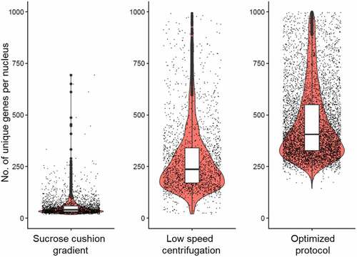 Figure 2. Box-overlaid-violin plot showing the number of unique expressed genes detected per nucleus after isolation with three different nuclei preparation protocols. The expressed gene counts were generated from the single-nucleus sequence data analysed using Seurat [Citation10]. Our optimized protocol yielded a higher number of unique expressed genes detected per nucleus