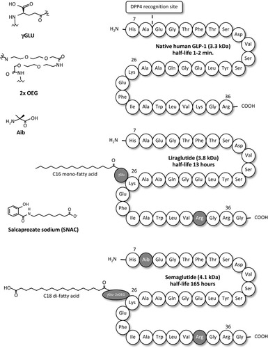 Figure 1 Structure and half-lives of native human GLP-1, liraglutide and semaglutide. Native human GLP-1 is a 30 amino acid peptide hormone (GLP-1 7–36) with a short half-life of 1–2 mins. Liraglutide is a once-daily, subcutaneously injectable GLP-1 analogue, derivatized with C16 mono-fatty acid by γ Glu linker at Lys26 and substituted Lys34 by Arg,34 resulting in the plasma half-life of 13 hrs. Semaglutide is a once-weekly, subcutaneously injectable GLP-1 analogue, derivatized with C18 di-fatty acid by γGlu-2x “OEG” linker at Lys26 and substituted Ala8 by Aib,8 and Lys34 by Arg,34 resulting in the plasma half-life of 165 hrs. Salcaprozate sodium (SNAC) (sodium 8-(2-hydroxybenzamido) octanoate) is an intestinal permeation enhancer. Data modified from Refs. Citation28, Citation54, and Citation55.