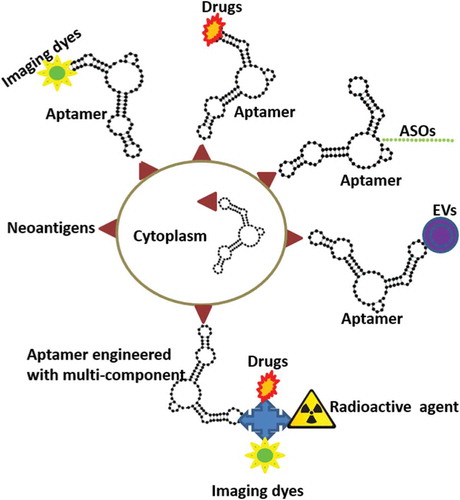 Figure 1. Schematic diagram depicting theranostic aptamers. Functionalizing aptamers against mutant antigens allows us to deliver theranostics such as imaging agents, drugs, antisense oligonucleotides (ASOs), and extracellular vesicles (EVs) to target cells specifically. This approach can also inhibit the function of mutant intracellular proteins.