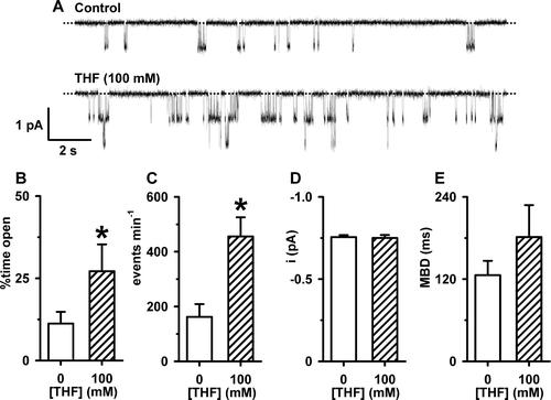 SI Figure 2.  THF enhances the single-channel activity of wild-type CFTR gated by 2′-dATP prior to PKA-dependent phosphorylation. (A) Representative recordings show the single-channel activity of CFTR in an excised inside-out membrane patch from a C127 cell. The upper and lower traces were recorded in the absence and presence of THF (100 mM), respectively, in the intracellular solution; 2′d-ATP (1 mM) was continuously present in the intracellular solution. One CFTR Cl− channel was active under control conditions and two in the presence of THF (100 mM). (B, C, D and E) Percent time open, events per minute, i and MBD of wild-type CFTR in the absence and presence of THF (100 mM). Columns and error bars are means + SEM (n=7). The asterisks indicate values that are significantly different from control values (p<0.05). Other details as in SI Figure 1.
