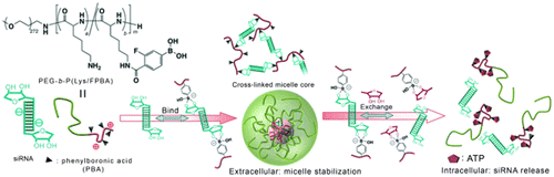 Figure 1. Schematic representation of the phenylboronic acid-based strategy for siRNA delivery; the chemical formula of the polymer, enhanced stability of the micelle, and the mechanism of selective intracellular release are shown. Reprinted from Ref. [Citation47] with permission. © 2012, WILEY-VCH Verlag.