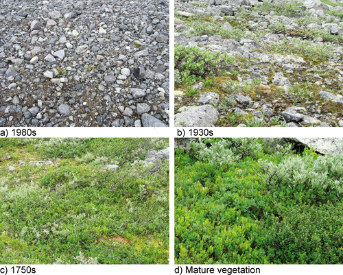Figure 2 (a) to (c) Vegetation associated with dated moraines on Storbreen glacier foreland, and (d) mature vegetation outside the foreland.
