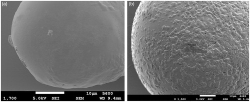 Figure 6. SEM images showing (a) beads before coating and (b) after coating with 13 layers (F13). Scale bar = 10 µm.