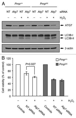 Figure 6. Augmentation of H2O2-induced cell death using Atg7 knockdown in Prnp+/+ cells. (A and B) Prnp+/+ and Prnp0/0 cells were transfected with nontargeting (NT) or Atg7 siRNA, respectively. The siRNA-transfected cells were subsequently treated with or without 500 μM H2O2 for 6 h. (A) Cell lysates were subjected to western blot analysis using anti-ATG7, anti-LC3B or anti-β-actin antibody. (B) Cell viability was determined using the WST-1 reagent assay. The data are represented as the percent viability normalized to H2O2-untreated control groups (100%). The data are presented as the means ± SD of 3 independent experiments performed in triplicate.