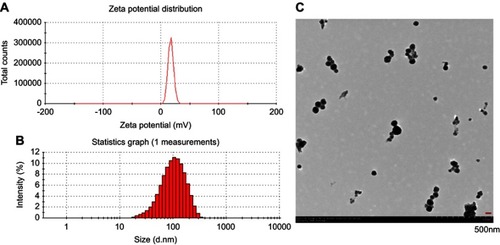 Figure 1 Characterization of the cuprous oxide nanoparticles (CONPs). (A) The zeta potential spectrum of CONPs; (B) the size distribution spectrum of CONPs; (C) the TEM image.