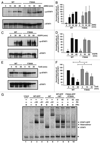 Figure 5. Phosphorylated STAT1-F364A is partially resistant against inactivation by Tc45 phosphatase. (A–D) In vitro phosphorylation assays demonstrate unaltered tyrosine phosphorylation of STAT1-F364A. Whole cell extracts from reconstituted U3A cells expressing either STAT1-WT or -F364A (10 μl in each reaction) were incubated with 40 ng of recombinant JAK2 kinase (A and B) or 20 ng of EGF receptor [EGFR, (C and D)] and incorporation of phosphate in STAT1 was monitored with time by means of western blotting. Statistical analyses revealed no significant difference in the phosphorylation kinetics between wild-type and mutant STAT1 (p > 0.05). (E and F) STAT1-F364A is partially protected against the attack of the inactivating phosphatase, as revealed by an in vitro dephosphorylation assay. Extracts from IFNγ-prestimulated U3A cells (10 μl each) were incubated with 2 U of the STAT1-specific Tc45 phosphatase and tyrosine dephosphorylation was followed for 30 min. Shown are a representative western blot result (E) and a quantitative depiction (F) of the specific tyrosine phosphorylation (phosphotyrosine signal divided by total STAT1 signal) with bars expressing means and standard deviations. Significant differences between wild-type and mutant STAT1 from five independent experiments are indicated with asterisks (p = 0.034 and p = 0.017, respectively). (G) An electrophoretic mobility shift assay demonstrates the exchange of monomers between STAT1 dimers. Shown is a representative gelshift result using cellular extracts from U3A cells expressing either GFP-tagged or untagged STAT1 bound to M67 DNA. The identity of the bands corresponding to STAT1 (marked with arrowheads) was confirmed by the absence of or reduction in DNA-binding activity in IFNγ-stimulated Y701F- (lane 1) and unstimulated WT-expressing cells (lane 2) as well as from supershift reactions using either a STAT3- (lanes 3 and 5) or STAT1-recognizing antibody (lanes 4 and 6). In lanes 7–10, similar amounts of GFP-tagged and untagged homodimers were either immediately mixed and incubated together for 45 min (lanes 8 and 10) or incubated separately for 45 min before being loaded together onto the gel (lanes 7 and 9). The asterisk at the right margin marks a non-specific band.